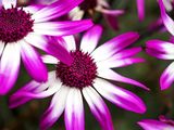 P6260025-2-001.jpg