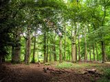 25th July 2024 <br> Lola in the woods
