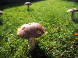 9th September 2024 <br> fairy ring