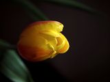 17th March 2025 <br> tulip