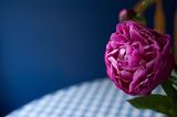 DSC_5132-001.jpg