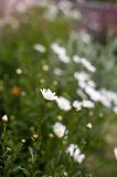 28th May 2025 <br> giant daisies