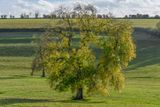 30th - Tree