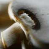 8th - Fungus