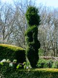 Busty Topiary!