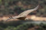 Griffon Vulture   (Gyps fulvus)