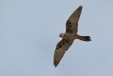 Red Footed Falcon (Falco vespertinus)