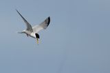 Little Tern (Sternula albifrons)