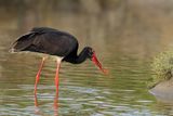 Black Stork  (Ciconia nigra)