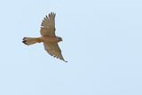 Lesser Kestrel (Falco naumanni)