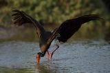 Black Stork  (Ciconia nigra)