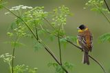 Black-headed Bunting (Emberiza melanocephala)