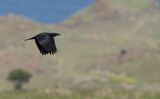 Northern Raven (Corvus corax)