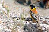 Black-headed Bunting (Emberiza melanocephala)