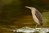 Little Bittern (Ixobrychus minutus) 