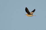 Cream-coloured Courser  (Cursorius cursor ssp. bannermani)