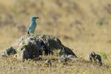 European Roller (Coracias garrulus) 