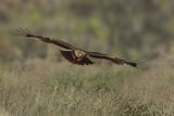 Eastern Imperial Eagle (Aquila heliaca) 