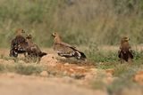 Eastern Imperial Eagle (Aquila heliaca) 