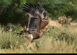 Eastern Imperial Eagle (Aquila heliaca) 