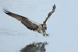 Osprey (Pandion haliaetus)