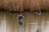 Smew (Mergellus albellus)