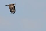 Snail Kite (Rostrhamus sociabilis)