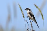 Lesser Grey shrike (Lanius minor)