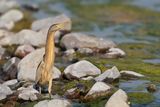 Little Bittern (Ixobrychus minutus) 