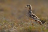 Eurasian Stone-Curlew (Burhinus oedicnemus ssp. insularum) 