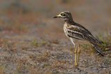 Eurasian Stone-Curlew (Burhinus oedicnemus ssp. insularum) 