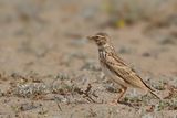 Lesser Short-toed Lark (Calandrella rufescens ssp. polatzeki)