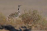 Canarian Houbara Bustard  (Chlamydotis undulata fuertaventurae)