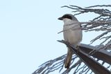 Canary Islands Desert Grey Shrike - (Lanius excubitor koenigi)