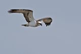 Osprey (Pandion haliaetus)