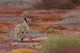 Canarian Houbara Bustard  (Chlamydotis undulata fuertaventurae)