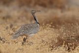 Canarian Houbara Bustard  (Chlamydotis undulata fuertaventurae)