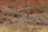 Canarian Houbara Bustard  (Chlamydotis undulata fuertaventurae)