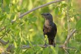 Tristrams Starling (Onychognathus tristramii) 