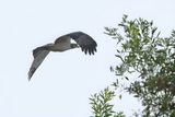 Crested Honey Buzzard (Pernis ptilorhynchus)