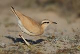 Cream-coloured Courser  (Cursorius cursor ssp. bannermani)