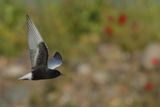 White-winged Black Tern (Chlidonias leucopterus)