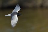 White-winged Black Tern (Chlidonias leucopterus)