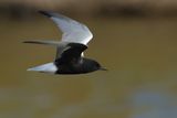 White-winged Black Tern (Chlidonias leucopterus)