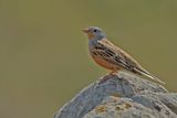 Cretzschmars Bunting (Emberiza caesia) 