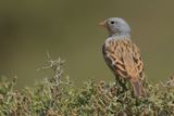 Cretzschmars Bunting (Emberiza caesia) 
