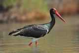 Black Stork  (Ciconia nigra)