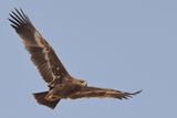 Steppe Eagle (Aquila nipalensis) 