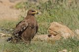 Steppe Eagle (Aquila nipalensis) 