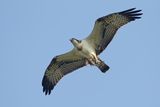 Osprey (Pandion haliaetus)